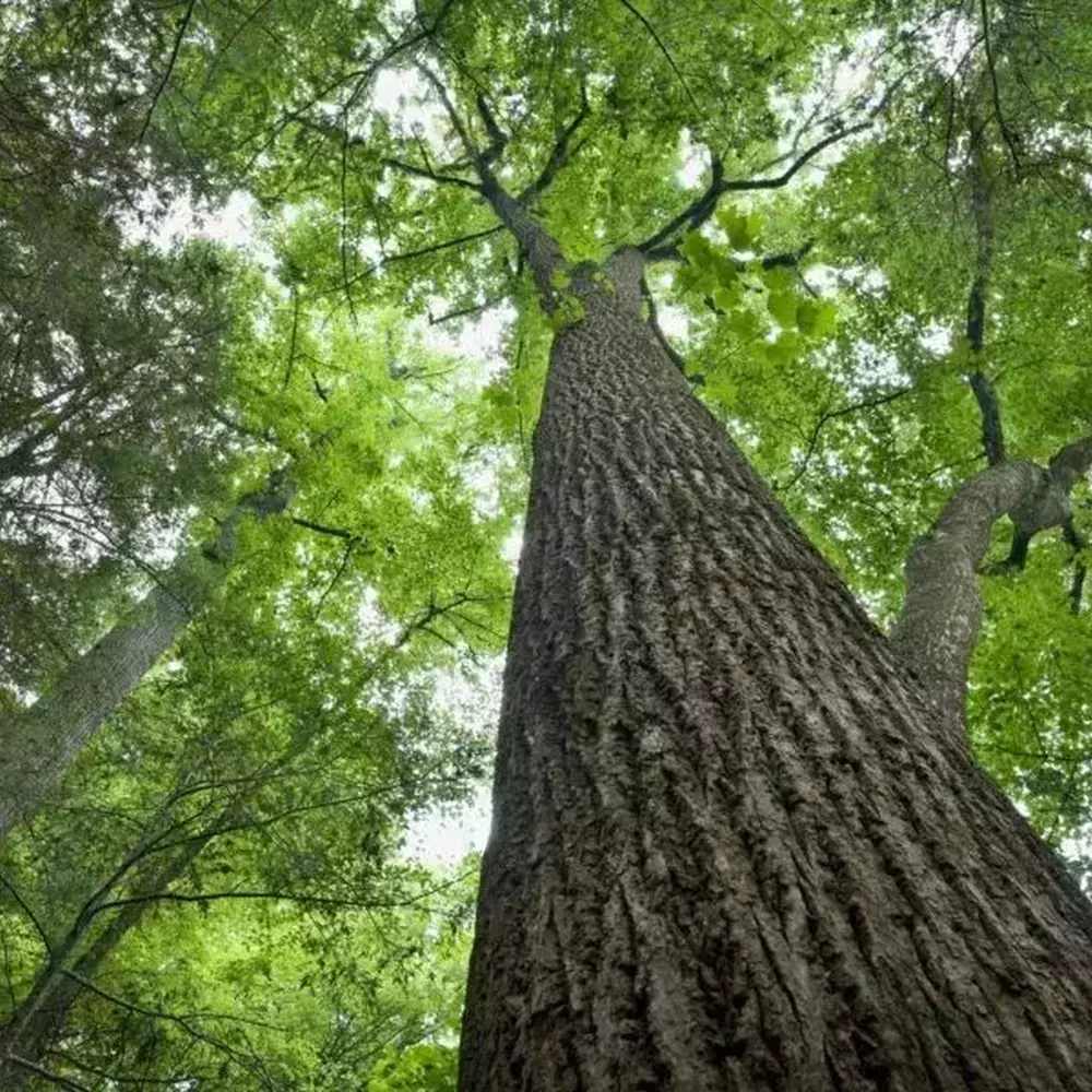 A tree in the woods