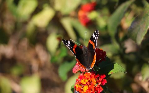 Butterfly