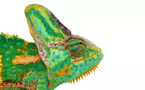 Chameleon